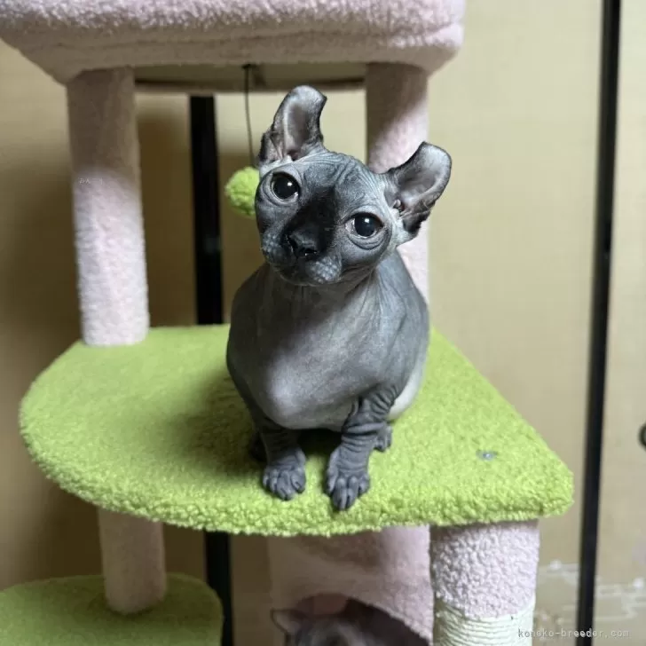 ID：2408-01726の子猫