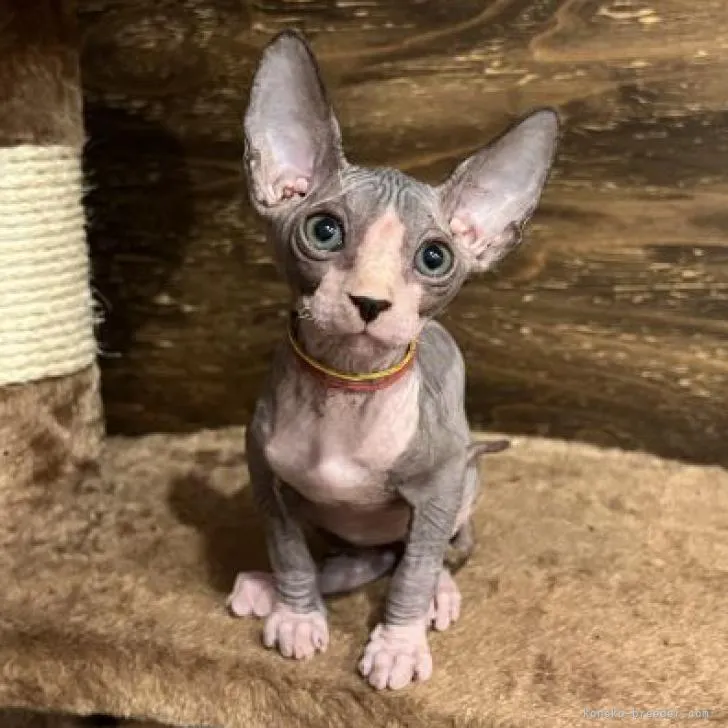 ID:2210-00048の子猫