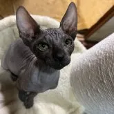 スフィンクス【徳島県・男の子・2023年6月10日・ブラック】の写真1
