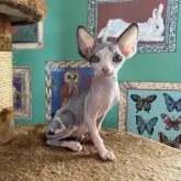 スフィンクス【徳島県・男の子・2023年6月10日・ブルーアンドホワイト】の写真1「とっても美形に育ちました😊」