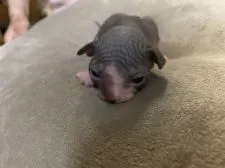 スフィンクス【徳島県・女の子・2020年6月11日・ブルー】の写真1