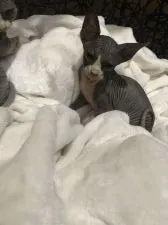 スフィンクス【徳島県・女の子・2020年4月18日・ブラック】の写真1