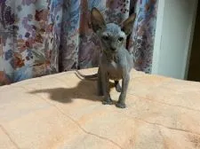 スフィンクス【徳島県・男の子・2020年10月3日・ブルーブラック】の写真1