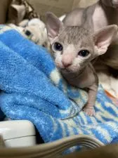 スフィンクス【徳島県・女の子・2021年2月4日・レッド】の写真2