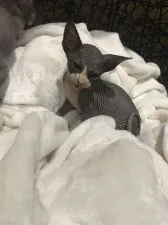 スフィンクス【徳島県・女の子・2020年4月18日・ブラック】の写真2