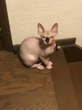 スフィンクス【徳島県・男の子・2019年2月20日・ブラウン】の写真3