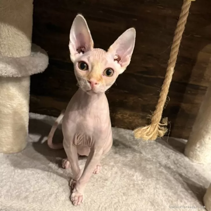 ID：2502-00207の子猫