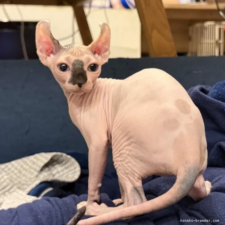 エルフキャット【徳島県・女の子・2025年8月16日・キャリコ】の写真1