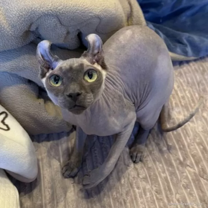 ID：2408-01252の子猫