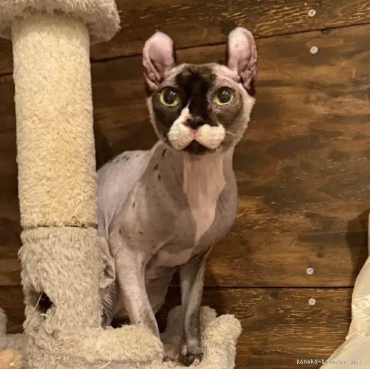 ID:2405-03099の子猫