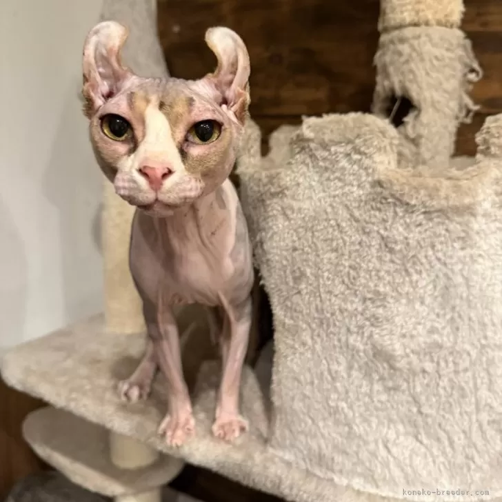 ID：2407-02647の子猫