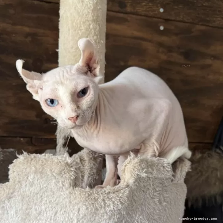 ID：2405-03093の子猫