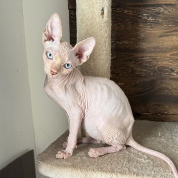 スフィンクス【徳島県・男の子・2025年6月13日・ライラック】の写真「ブルーの瞳💙のイケメンにゃんこ🐱」
