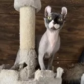 ドウェルフ