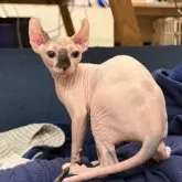 エルフキャット