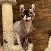 ドウェルフ