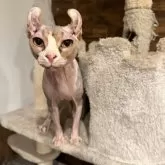エルフキャット