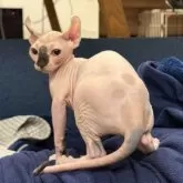 エルフキャット【徳島県・女の子・2025年8月16日・キャリコ】の写真5