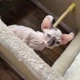 エルフキャット【徳島県・女の子・2025年8月16日・キャリコ】の写真8