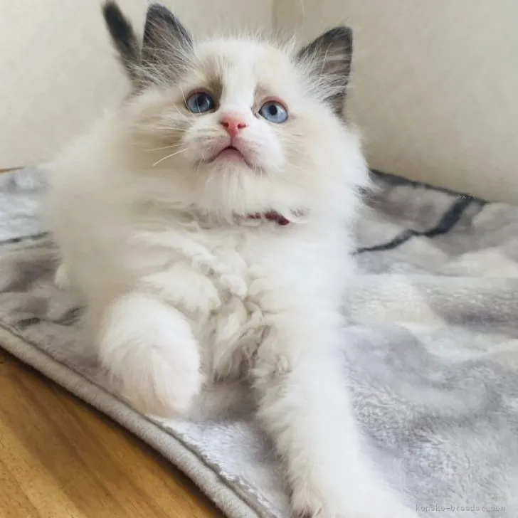 ID：2311-02703の子猫