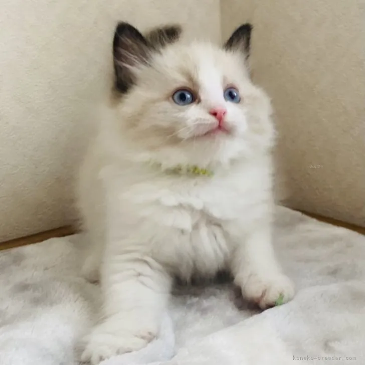 ID:2311-02714の子猫