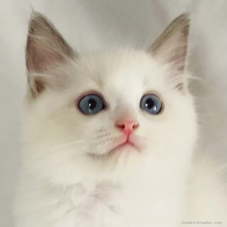 ID:2407-02378の子猫