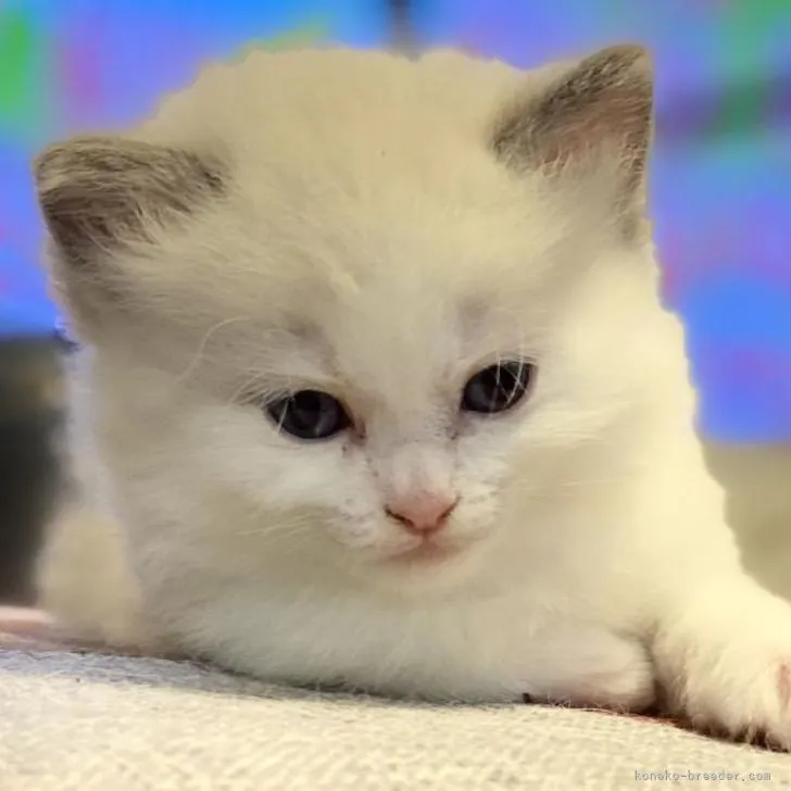 ID：2211-01999の子猫