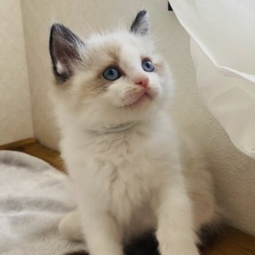 ラグドール【京都府・男の子・2023年10月19日・シールポイントバイカラー】の写真「みんなが僕を振り返る予定😸」