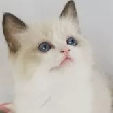 ラグドール【京都府・男の子・2024年4月3日・シールポイントバイカラー】の写真1