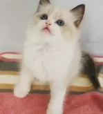 ラグドール【京都府・男の子・2024年4月3日・シールポイントバイカラー】の写真2