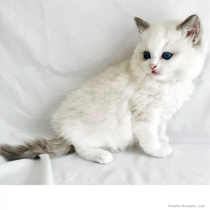 Ｉ.Ｉ 様のお迎えした子猫