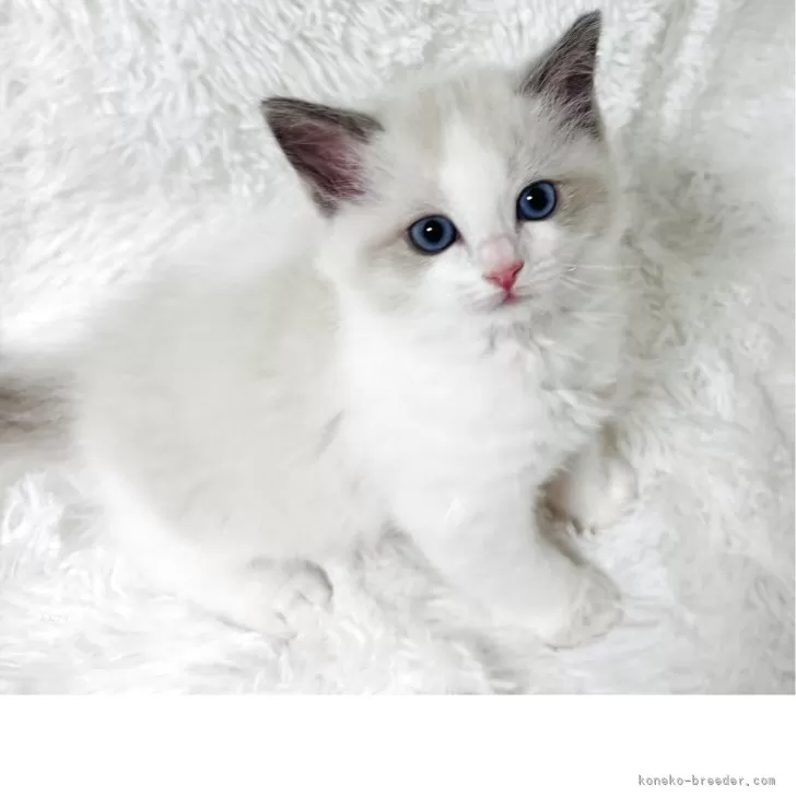 ID：2505-01894の子猫