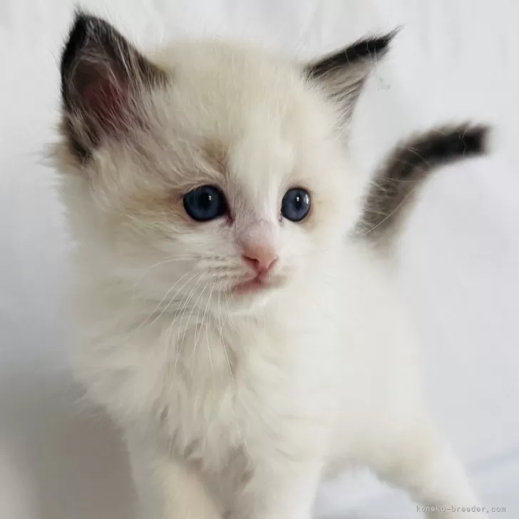 ID：2503-02013の子猫