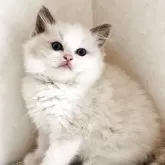 ラグドール【京都府・男の子・2025年2月9日・シールポイントバイカラー】の写真2