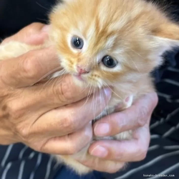 ID：2411-00802の子猫