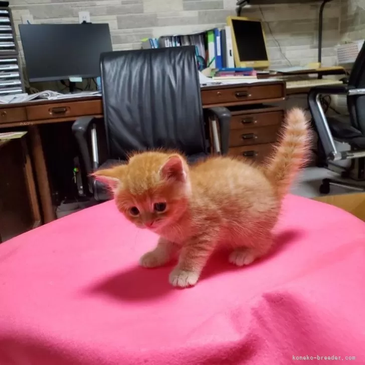 ID：2406-03670の子猫
