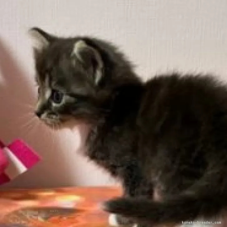 ID:2410-01215の子猫