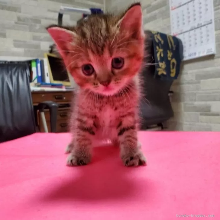 ID：2406-03672の子猫