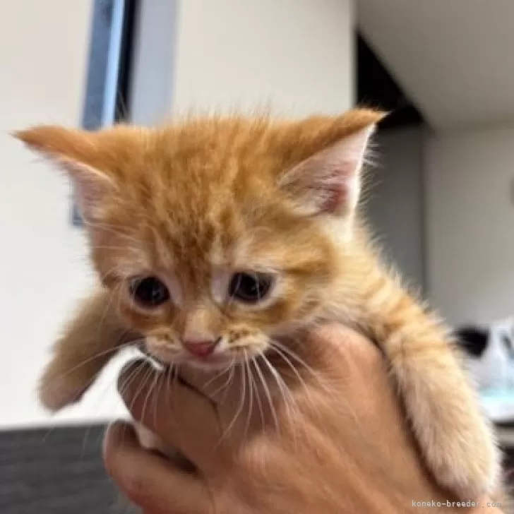 ID:2504-01195の子猫