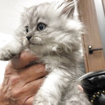 ミヌエット(短足)【栃木県・男の子・2025年9月12日・シェーデットシルバー（長毛）】の写真「長毛の可愛い男の子です」