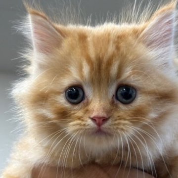 ミヌエット(長足)【栃木県・男の子・2025年6月26日・レッドタビー（長毛）】の写真「長毛の可愛い男の子です」