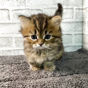 ミヌエット(短足)【栃木県・男の子・2025年5月2日・チンチラゴールデン】の写真「長毛の可愛い男の子です」