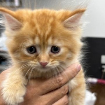 ミヌエット(長足)【栃木県・男の子・2025年6月26日・レッドタビー（長毛）】の写真「長毛の可愛い男の子です」