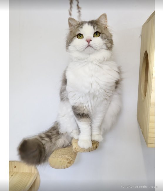 親猫たちはどの子も厳選した子たちなので、健康はもちろん、かわいい子たちばかりです❣️｜高橋　悠理亜(たかはし　ゆりあ)ブリーダー(北海道・スコティッシュフォールドなど・JCC（旧ACC）登録)の紹介写真1