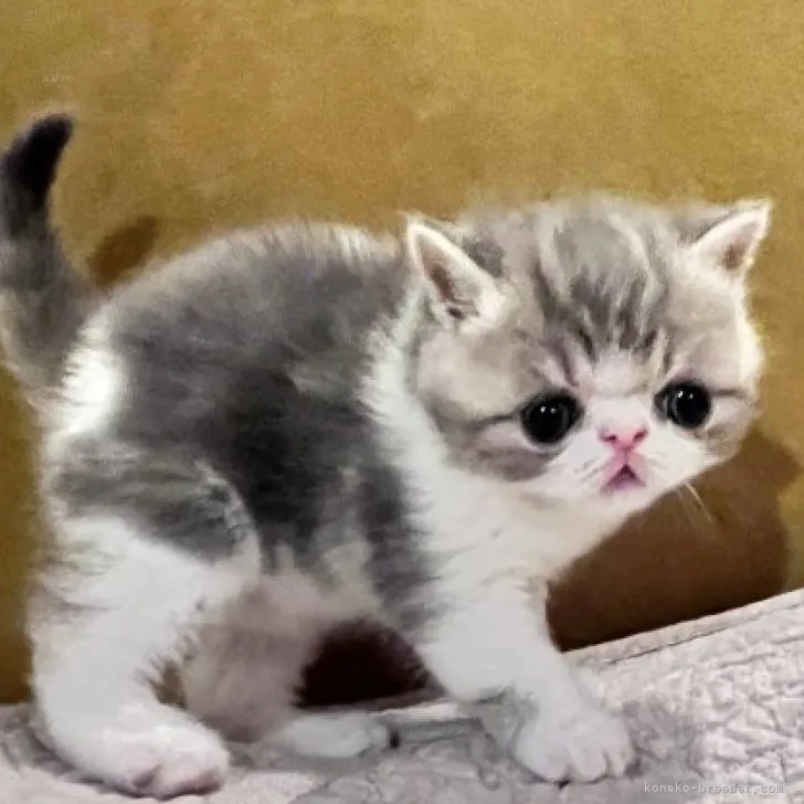 ID:2312-00513の子猫