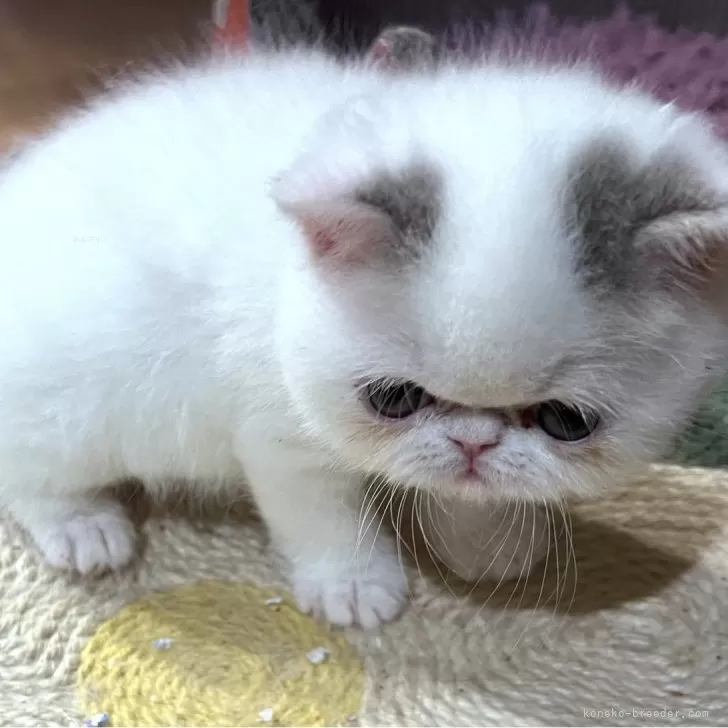 ID：2404-03597の子猫