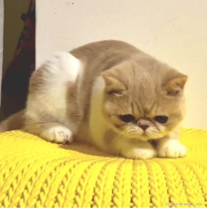 ID:2308-02134の子猫