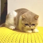 エキゾチックショートヘア【鹿児島県・男の子・2023年5月10日・クリームタビーアンドホワイト】の写真1「🐾🧡」