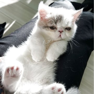 エキゾチックショートヘア【鹿児島県・男の子・2025年9月20日・ホワイトアンドプルー】の写真「垂れ目のキュートな男の子🩷
のんびり屋さん😍」