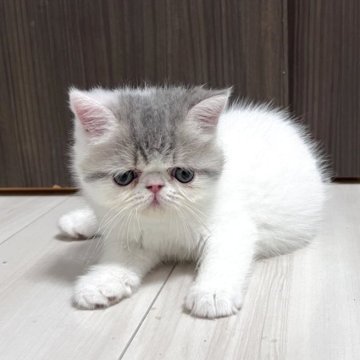 エキゾチックショートヘア【鹿児島県・男の子・2025年9月20日・ホワイトアンドブルークリームタビー（ショート）】の写真「食欲旺盛の丸々ちゃんです😍」